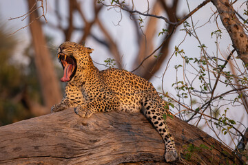 yawning, big male leopard on a tree trunk