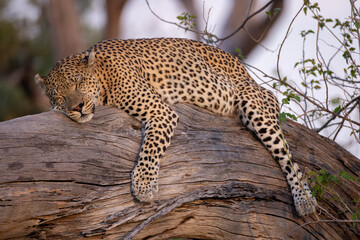 big male leopard relaxes on the branch of a dead tree