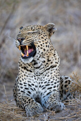 portrait of a big yawning male leopard