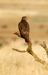 ratoneros y milanos en tierras abulenses,Avila.España