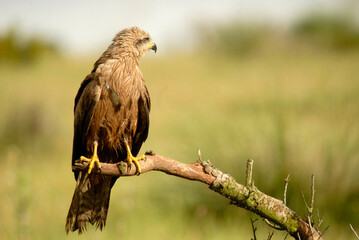 Milanos y ratoneros fotografiados en libertad en el campo en tierras abulenses
