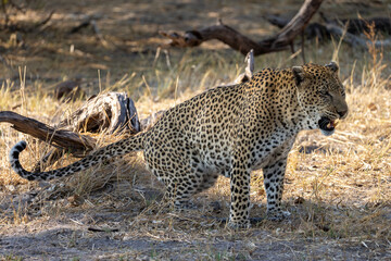 male leopard is marking its territory