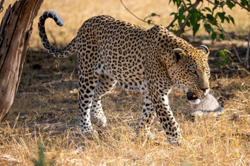 big male leopard in Moremi NP
