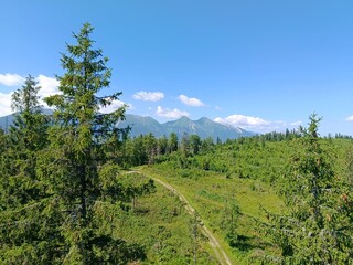 forest in the mountains