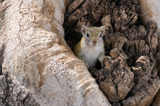 cute squirrel in a tree's knothole