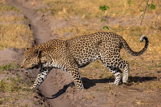 big male leopard in Moremi NP