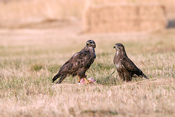 ratoneros y milanos en tierras abulenses,Avila.España