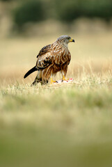 Milanos y ratoneros fotografiados en libertad en el campo en tierras abulenses