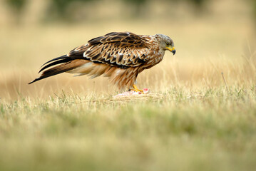 Milanos y ratoneros fotografiados en libertad en el campo en tierras abulenses