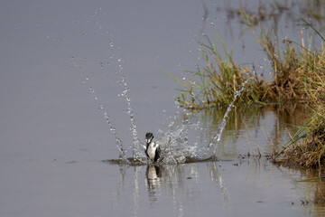 a pied kingfisher emerges from the water after an unsuccessful hunt for a fish