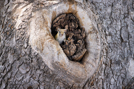 cute squirrel in a tree's knothole