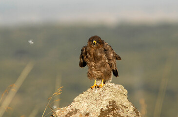 ratoneros y milanos en tierras abulenses,Avila.España