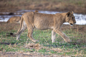 juvenile lion in Moremi NP