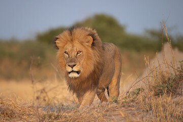big male lion