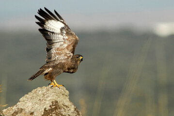 ratoneros y milanos en tierras abulenses,Avila.España