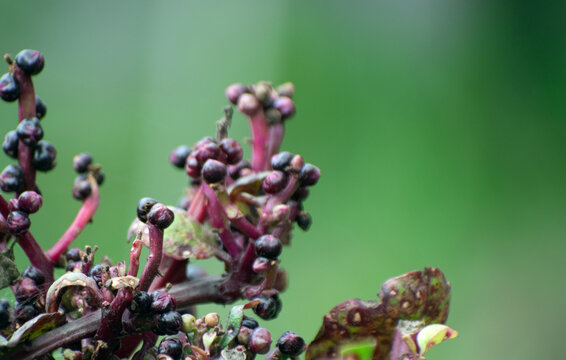 Green stemmed indian spinach with soft purple tones in nature.
