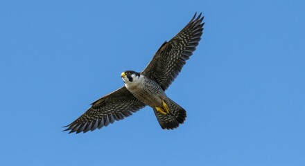 Obraz premium Soaring bird of prey in flight against a clear blue sky