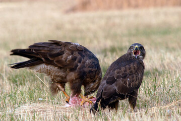 Milanos y ratoneros fotografiados en libertad en el campo en tierras abulenses