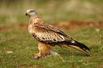 Milanos y ratoneros fotografiados en libertad en el campo en tierras abulenses
