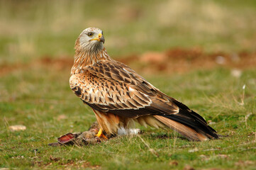 ratoneros y milanos en tierras abulenses,Avila.España