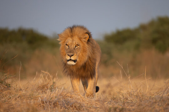 big male lion