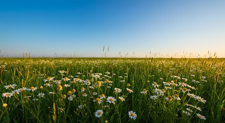Expansive field of blooming daisies under a clear, gradient blue and gold sky during golden hour