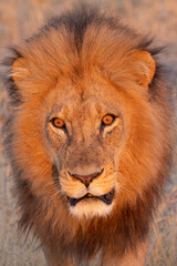 big male lion in the Okavango Delta