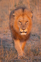 big male lion in the Okavango Delta
