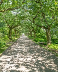 Fototapeta premium tree avenue in light and shade