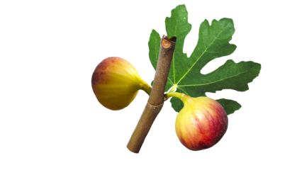 Set of fig fruits, fig leaves on Transparent background.