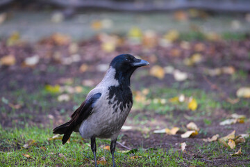 Grey Crow Walking Among the Leaves