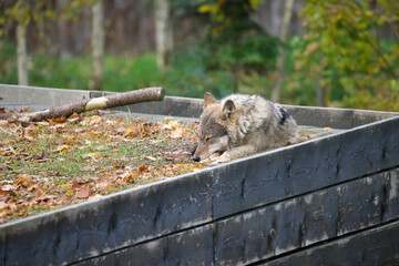 Carpathian Wolf Resting in Nature