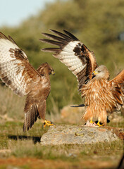 Milanos y ratoneros fotografiados en libertad en el campo en tierras abulenses