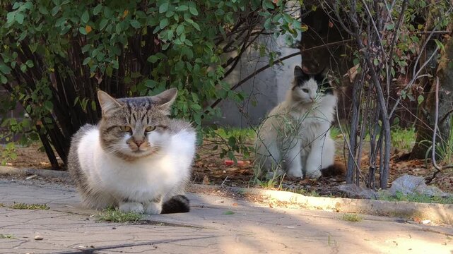 Two feral cats rest on a paved path next to green bushes on a sunny day. A tabby sits watching in the foreground while a fluffy cat grooms itself in the soft focus background.