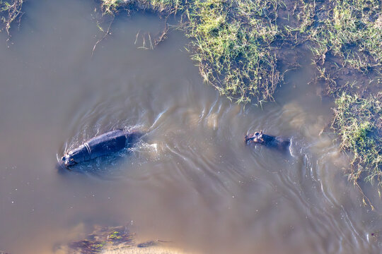 aerial view of hippos in the flooded plains of the Okavango Delta