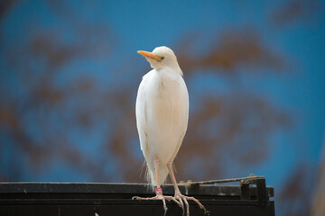 Cattle Egret Standing Proudly on Rack