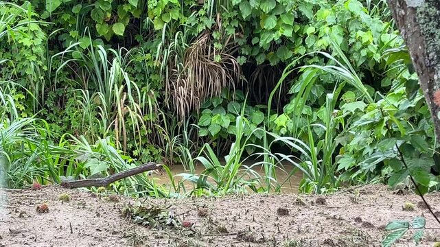 A static shot of a murky river with rising water levels flowing past dense tropical greenery and wild plants in Titi Village, Jelebu, Malaysia.