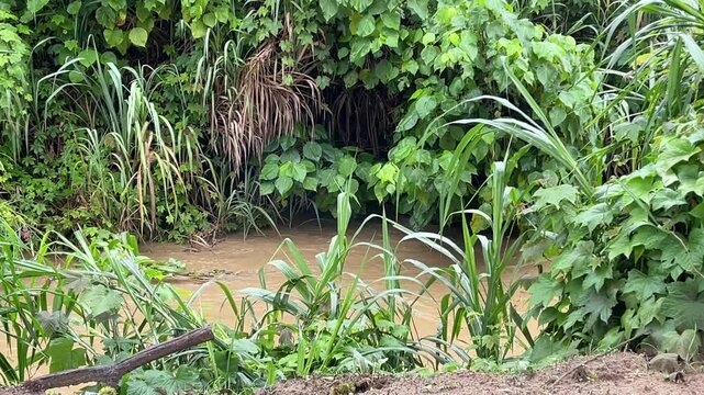A static shot of a brown, murky river with rising water levels due to heavy rainfall, flowing through dense green tropical jungle in Titi Village, Malaysia.