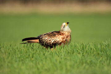 Milanos y ratoneros fotografiados en libertad en el campo en tierras abulenses