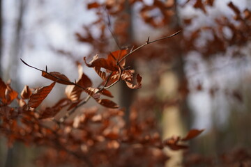 Nahaufnahme einer Rotbuche (Fagus sylvatica) mit erhaltenem Herbstlaub im Frühwinter