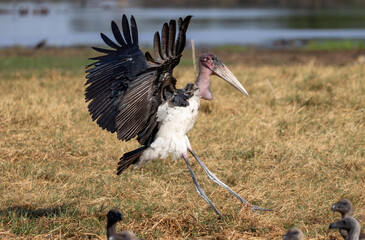 landing marabou stork