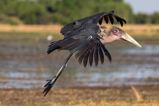 landing marabou stork