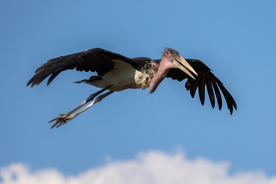 flying marabou bird