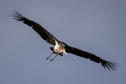 flying marabou bird