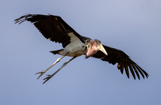 flying marabou bird