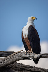 african fish eagle sits on a dead branch