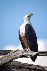 african fish eagle sits on a dead branch