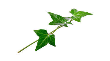 Obraz premium Green ivy leaf isolated on transparency background, showing detailed veins and vibrant color, perfect for botanical, nature, or eco themed designs, evoking freshness and calm