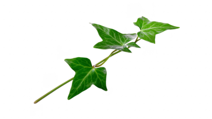 Green ivy leaf isolated on transparency background, showing detailed veins and vibrant color, perfect for botanical, nature, or eco themed designs, evoking freshness and calm