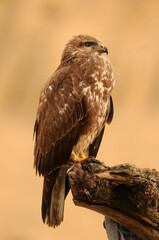 Milanos y ratoneros fotografiados en libertad en el campo en tierras abulenses